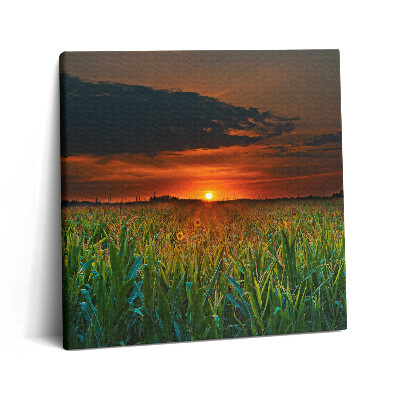 Foto-obraz canvas 60x60 Słonecznik na łące