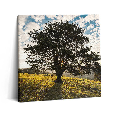 Obraz canvas 60x60 Liściaste drzewo na wzgórzu