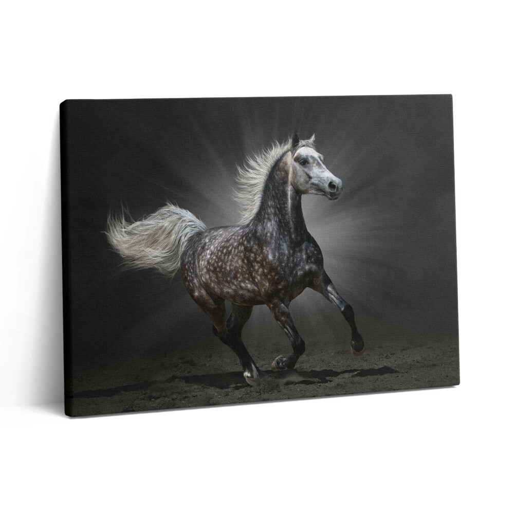 Fotoobraz canvas 80x60 Galopujący koń