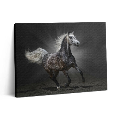 Fotoobraz canvas 80x60 Galopujący koń