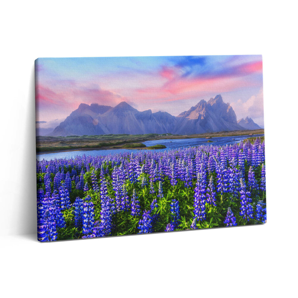 Fotoobraz canvas 80x60 Pola lawendy - Islandia