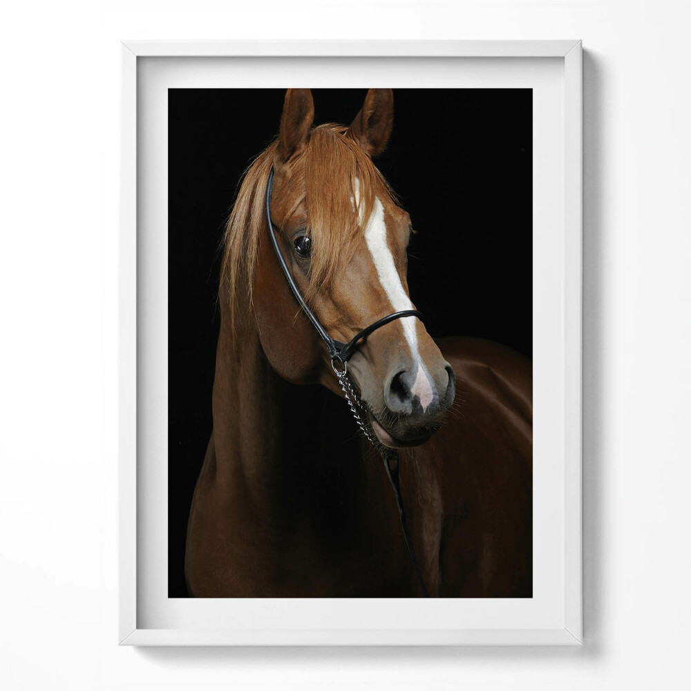Obraz w ramce Koń brązowy rumak