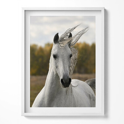 Obraz w ramce Biały koń w galopie