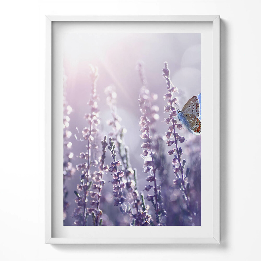 Obraz w ramce Motyl na polnych kwiatach