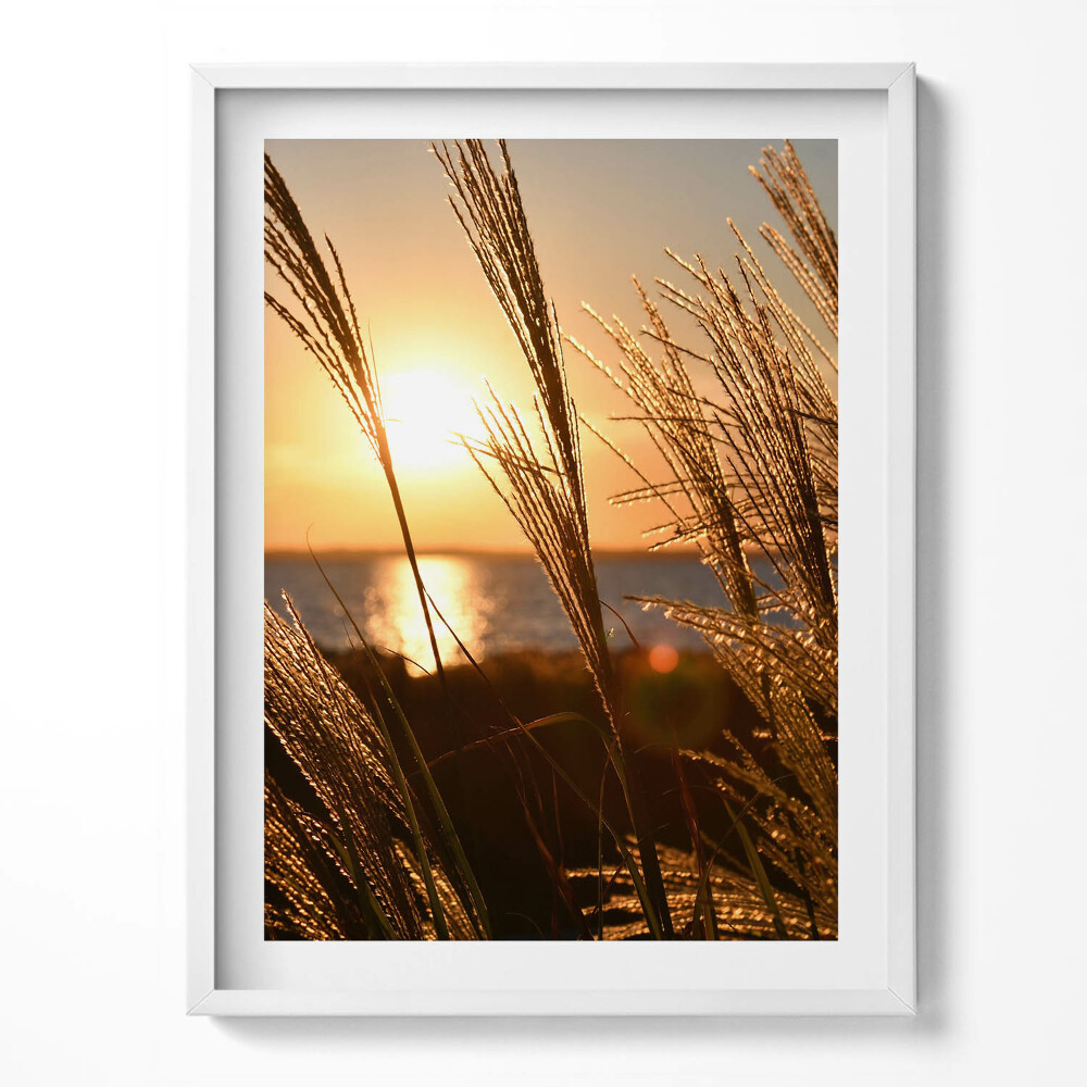 Obraz w ramce Pszenica W Złotej Godzinie
