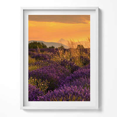 Obraz w ramce Łąka lawendowa Prowansja Francja