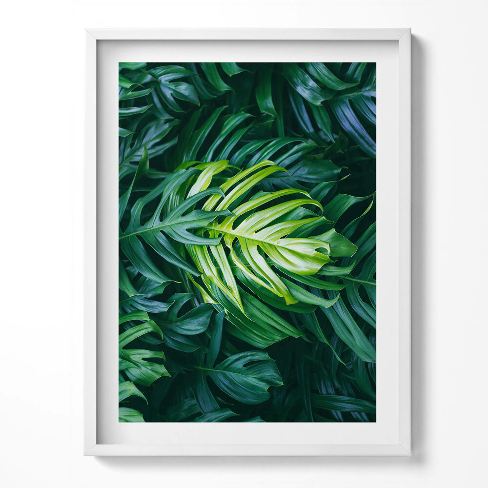 Obraz w ramce Dzikie liście monstery