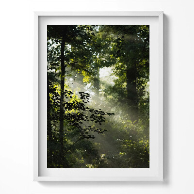 Obraz w ramce Promienie słońca i drzewa