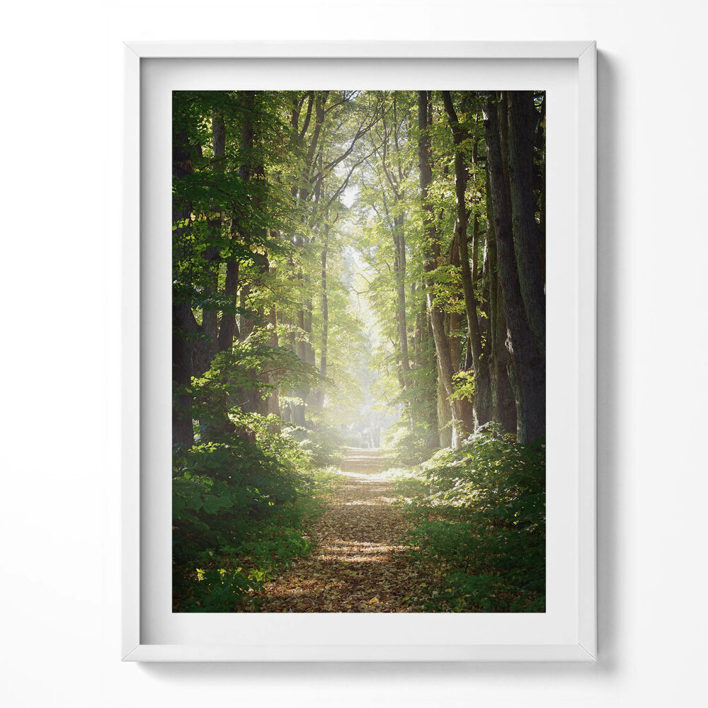 Obraz w ramce Leśna droga wśród drzew
