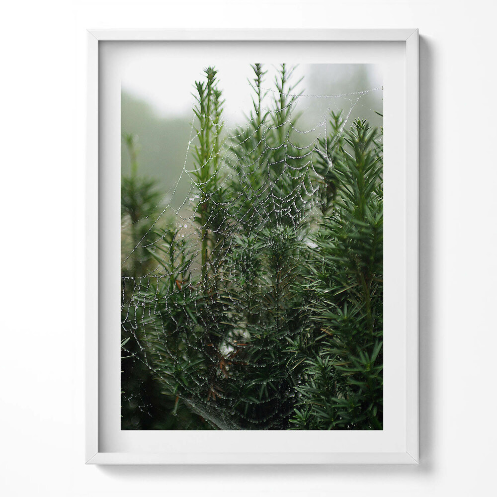 Obraz w ramce Pajęczyna z rosą na drzewie