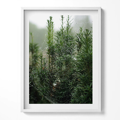 Obraz w ramce Pajęczyna z rosą na drzewie