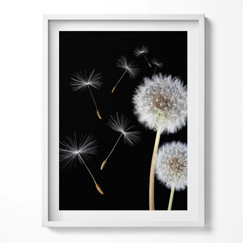 Obraz w ramce Dwa dmuchawce