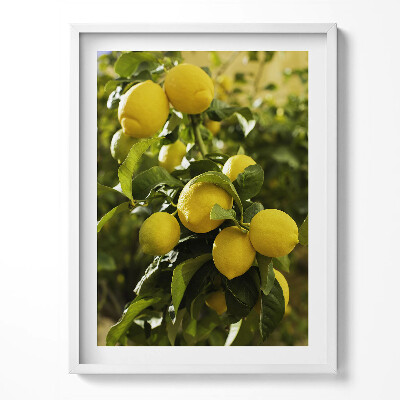 Obraz w ramce Sycylijskie dojrzałe cytryny