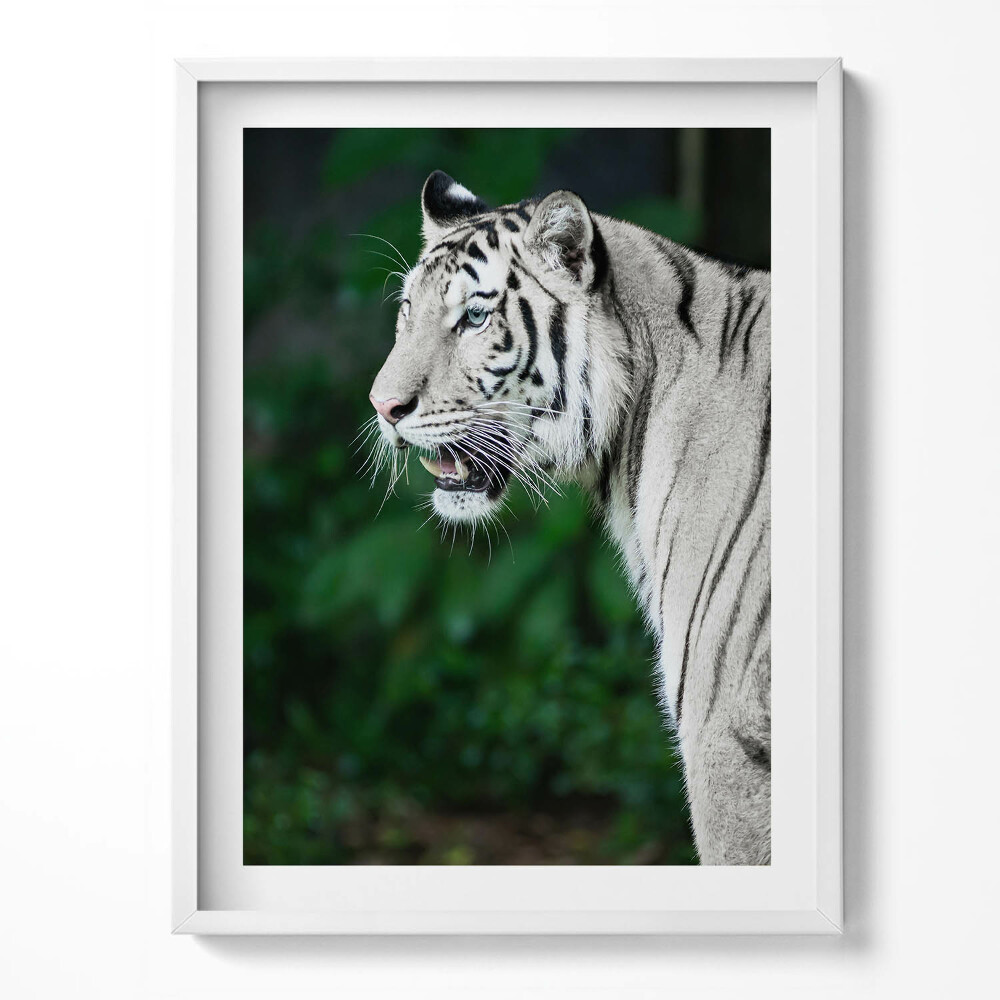 Obraz w ramce Biały tygrys w dżungli