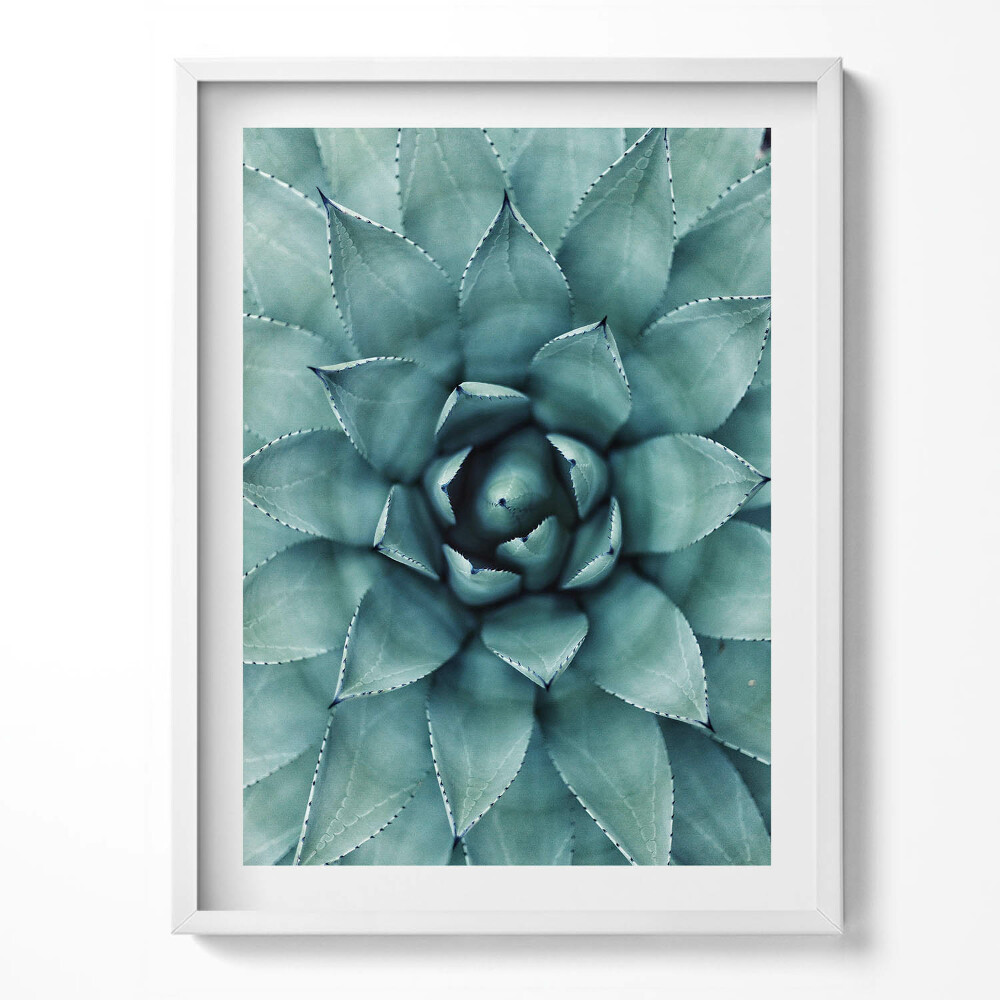 Obraz w ramce Zielona roślina sukulent