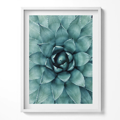 Obraz w ramce Zielona roślina sukulent