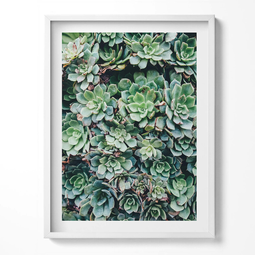 Obraz w ramce Zielone rośliny sukulenty