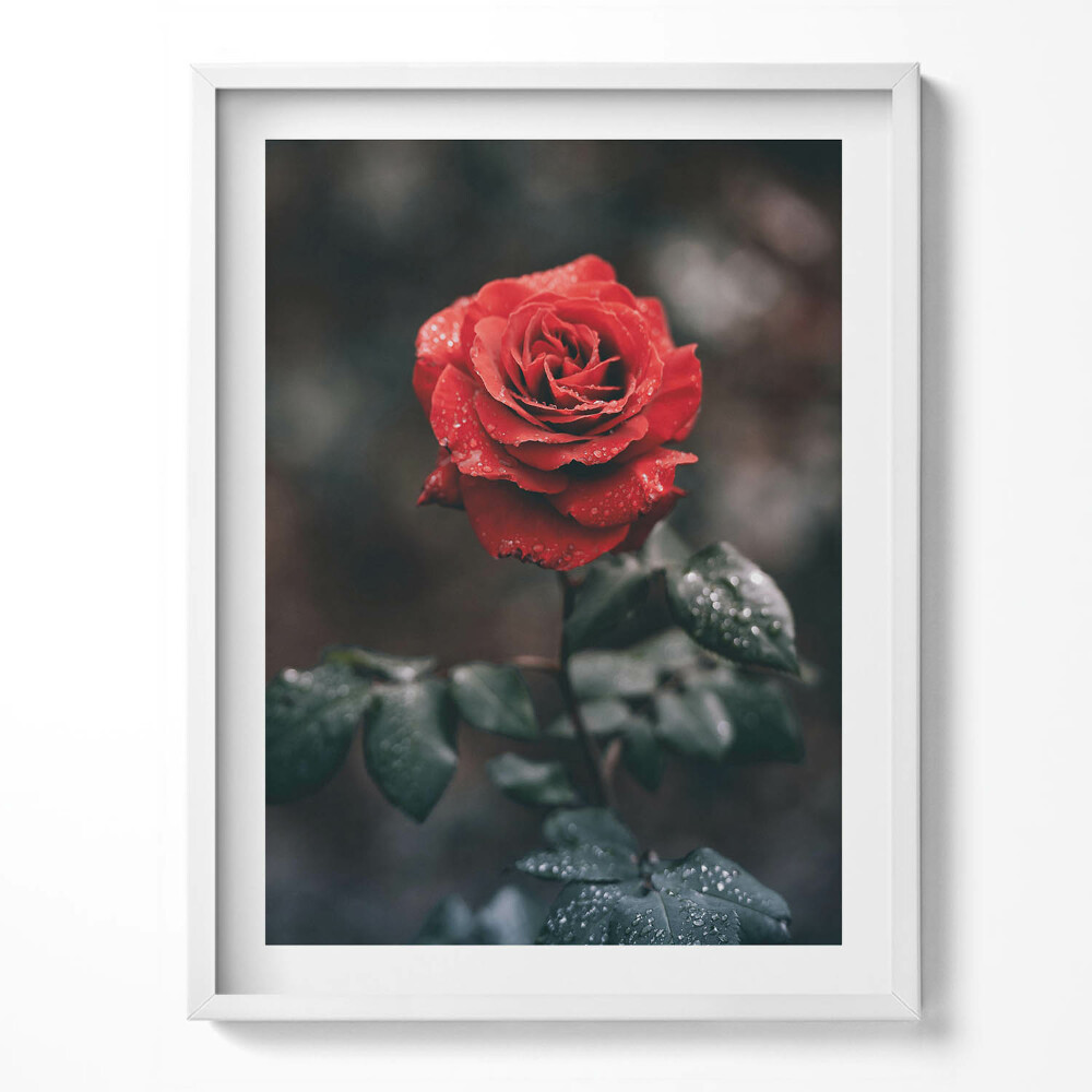 Obraz w ramce Czerwony kwiat róży