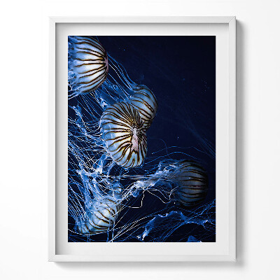 Obraz w ramce Niebieskie meduzy w wodzie