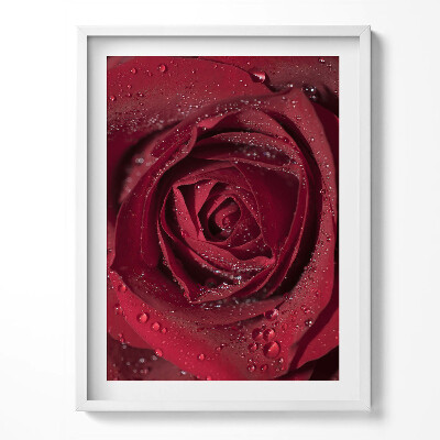 Obraz w ramce Zbliżenie na czerwoną róże w rosie