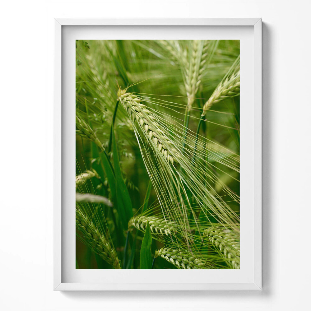 Obraz w ramce Kłosy traw latem