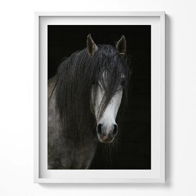 Obraz w ramce Głowa szarego konia rumaka