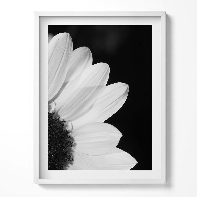 Obraz w ramce Płatki stokrotki w czerni i bieli