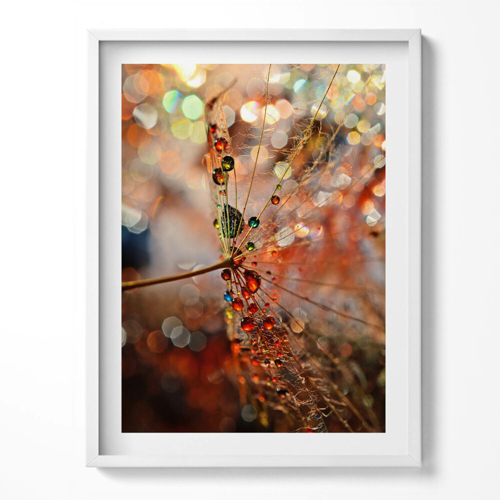 Obraz w ramce Dmuchawiec i rosa