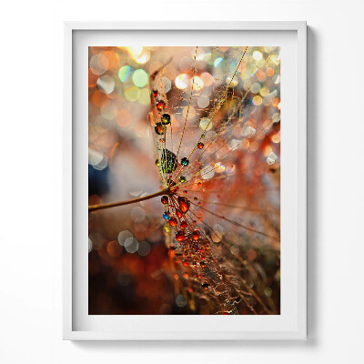 Obraz w ramce Dmuchawiec i rosa