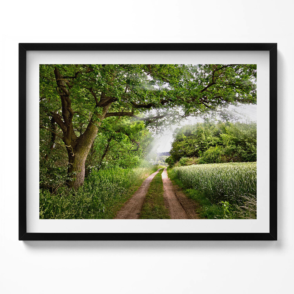 Obraz z ramką Ścieżka, drzewa i promienie słońca