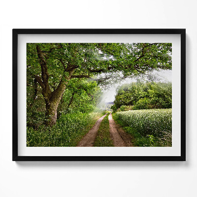 Obraz z ramką Ścieżka, drzewa i promienie słońca