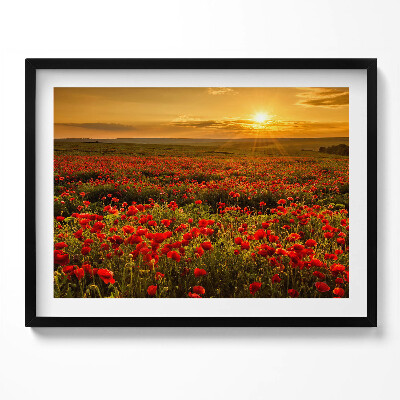 Obraz z ramką Pejzaż łąki kwiatów maków
