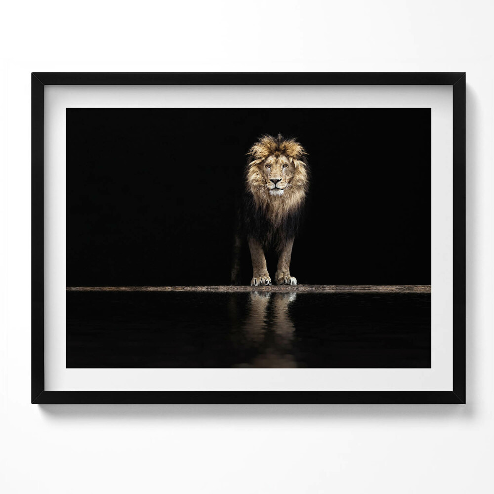 Obraz z ramką Samotne zwierzę dziki lew