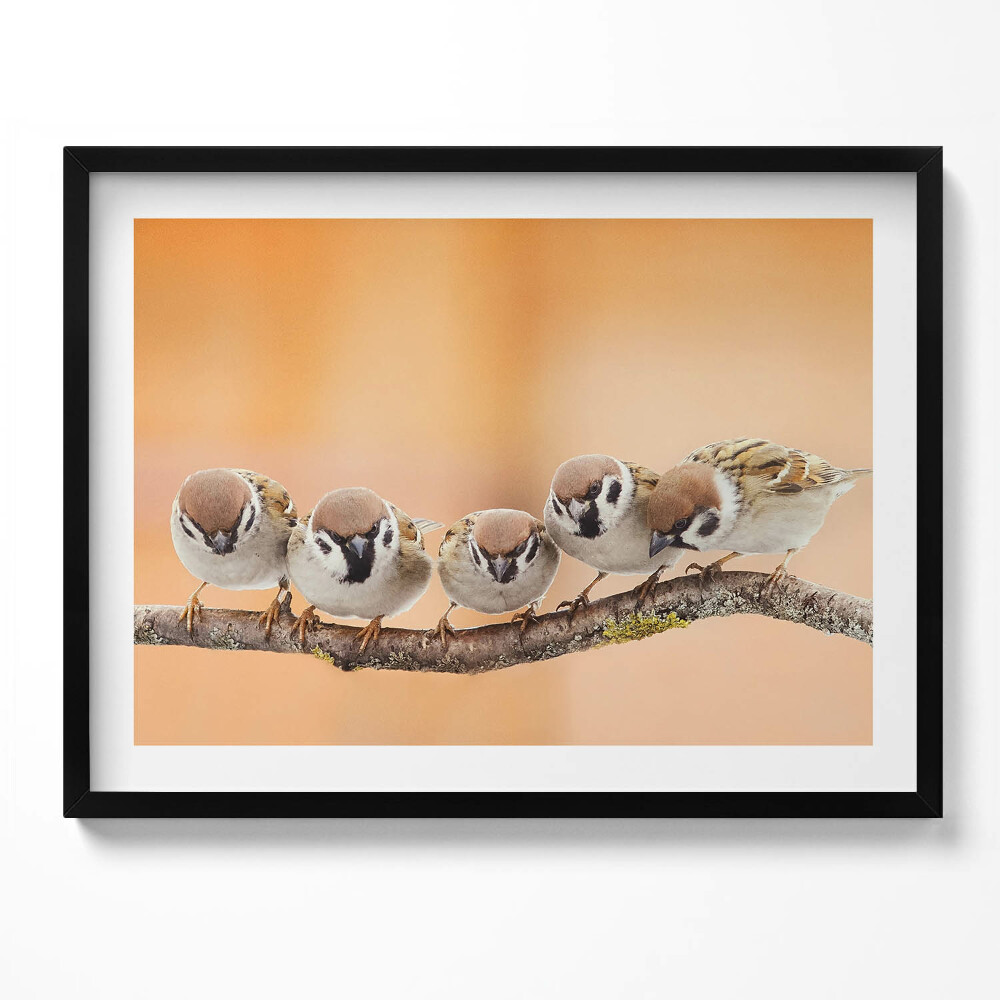 Obraz z ramką Ptaki na gałęzi