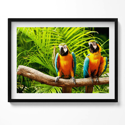 Obraz z ramką Dwie kolorowe papugi ary w dżungli