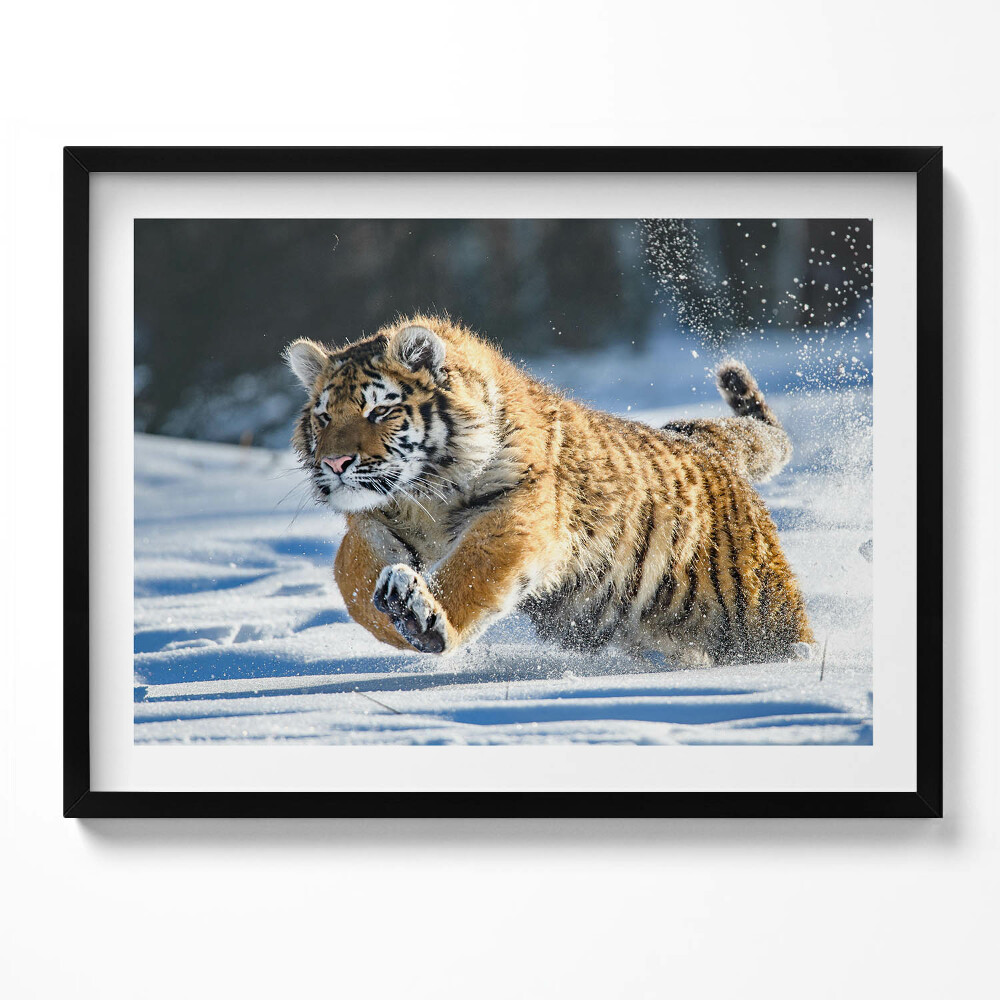 Obraz z ramką Puchaty tygrys w śniegu
