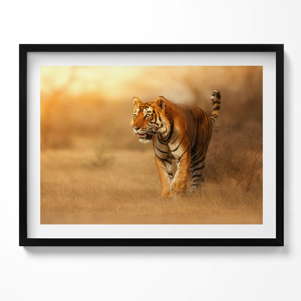 Obraz z ramką Dziki tygrys na polowaniu