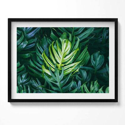 Obraz z ramką Tropikalna natura - liście monstery