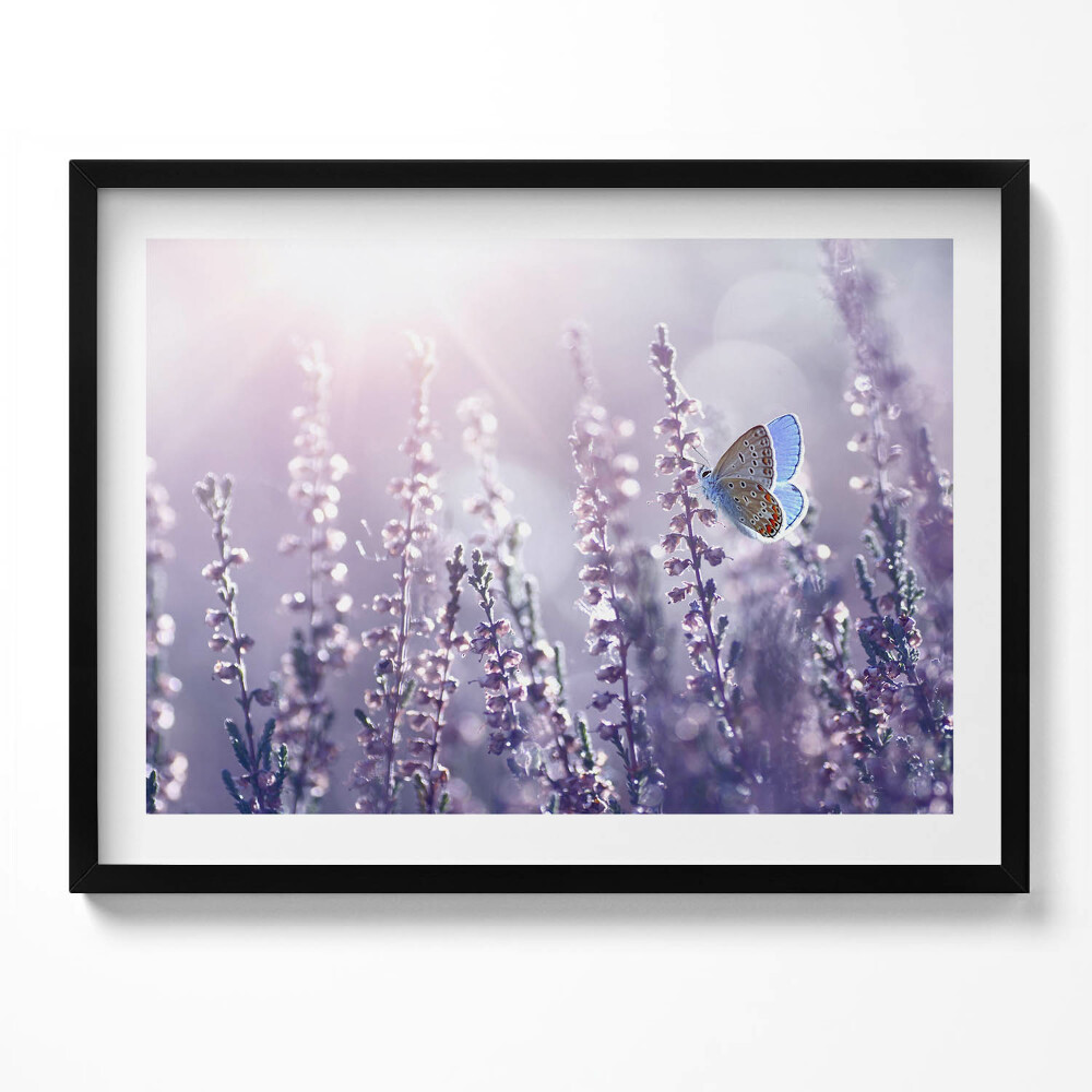 Obraz z ramką Motyl na polnych kwiatach