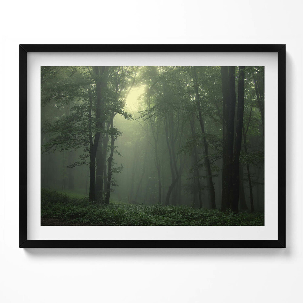 Obraz z ramką Mglisty las o poranku