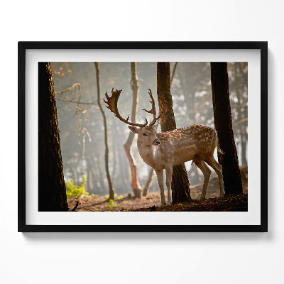 Obraz z ramką Jeleń w blasku wschodzącego słońca