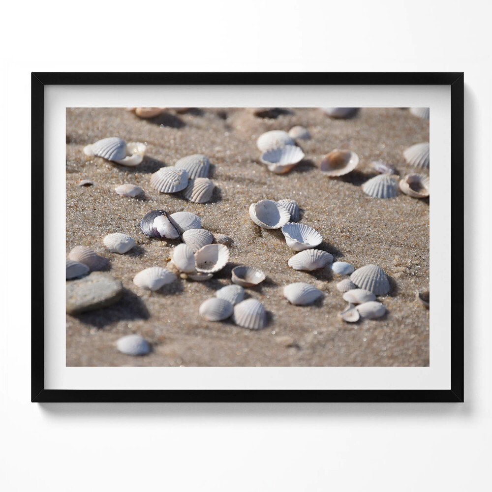 Obraz z ramką Muszelki na plaży