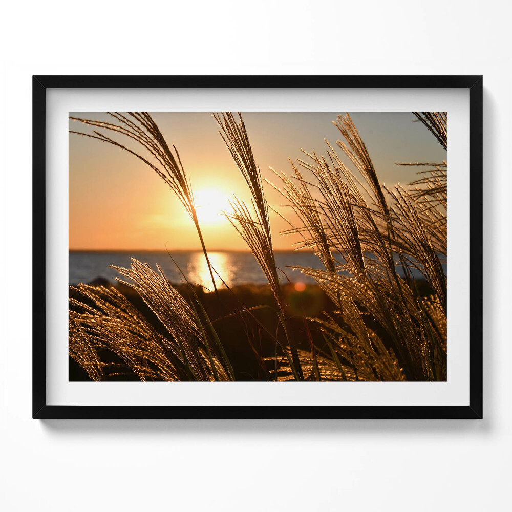 Obraz z ramką Pszenica W Złotej Godzinie