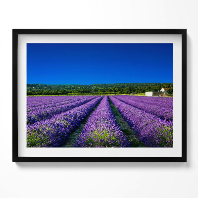 Obraz z ramką Pole lawendy w Prowansji