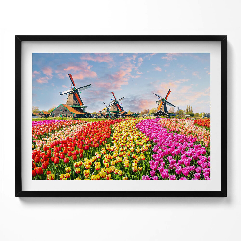 Obraz z ramką Krajobraz z tulipanami Holandia