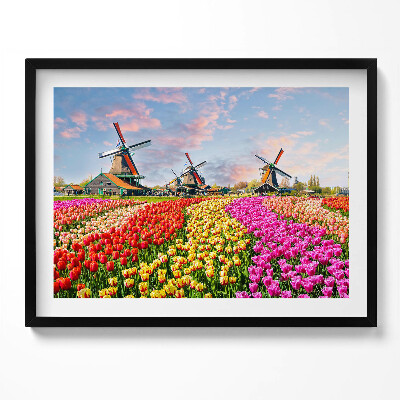 Obraz z ramką Krajobraz z tulipanami Holandia