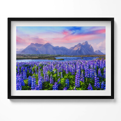 Obraz z ramką Pola lawendowe - Islandia