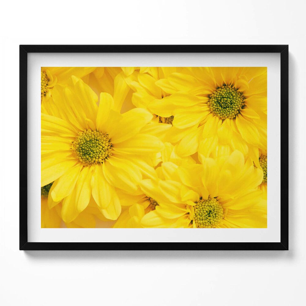 Obraz z ramką Kwiaty płatki