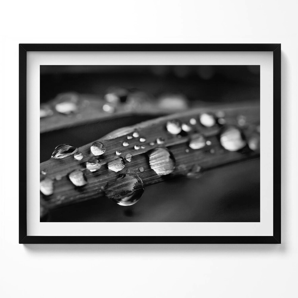 Obraz z ramką Liść Rosa Czarno-białe