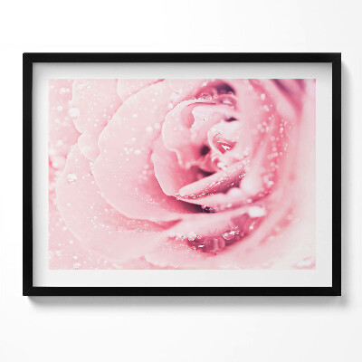 Obraz z ramką Krople rosy i kwiat róży
